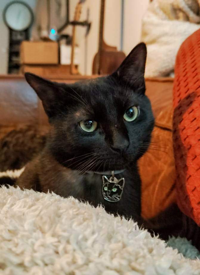 russian blue black ua.jpg